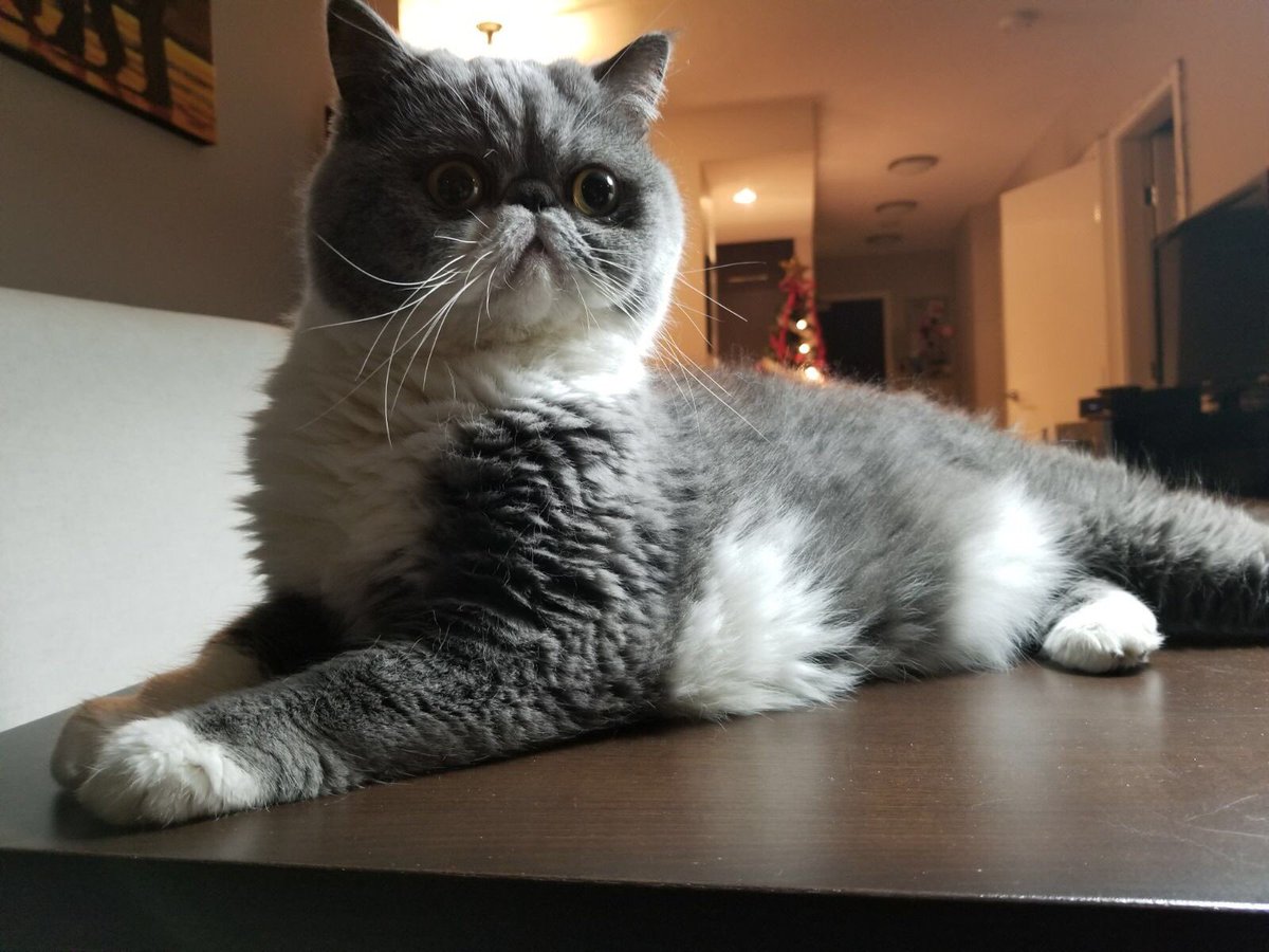 CatPupa's tweet photo. Me hearing bags with snacks moving 🙀😸 #cats #CatsOfTwitter https://t.co/9HzLRj7nEQ