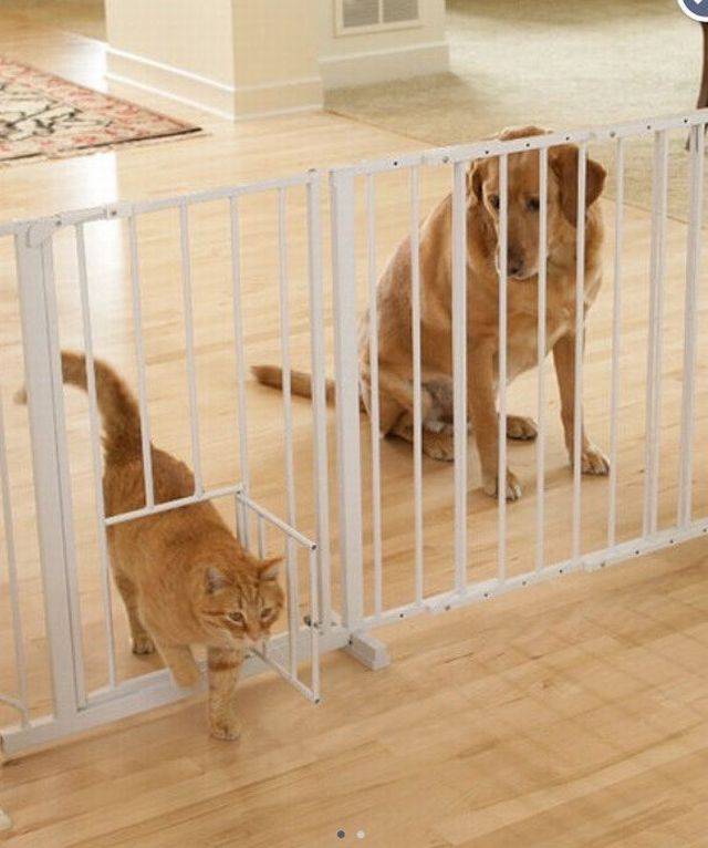 Bu gecede şu köpek için üzülelim bee