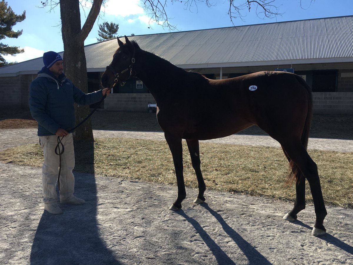 juliawitte9's tweet photo. 1*F doesn’t feel too bad when you finally get to work/see horses after three weeks. Great day looking at horses at Keeneland January and my mare selling at F-T February is officially at a month away #tryingtoremainsane #andwarm https://t.co/XbrGIQL7FR
