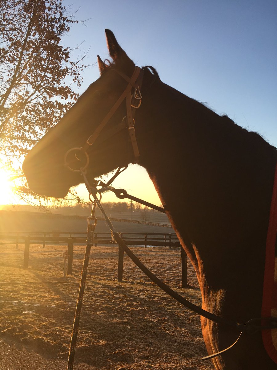 juliawitte9's tweet photo. 1*F doesn’t feel too bad when you finally get to work/see horses after three weeks. Great day looking at horses at Keeneland January and my mare selling at F-T February is officially at a month away #tryingtoremainsane #andwarm https://t.co/XbrGIQL7FR