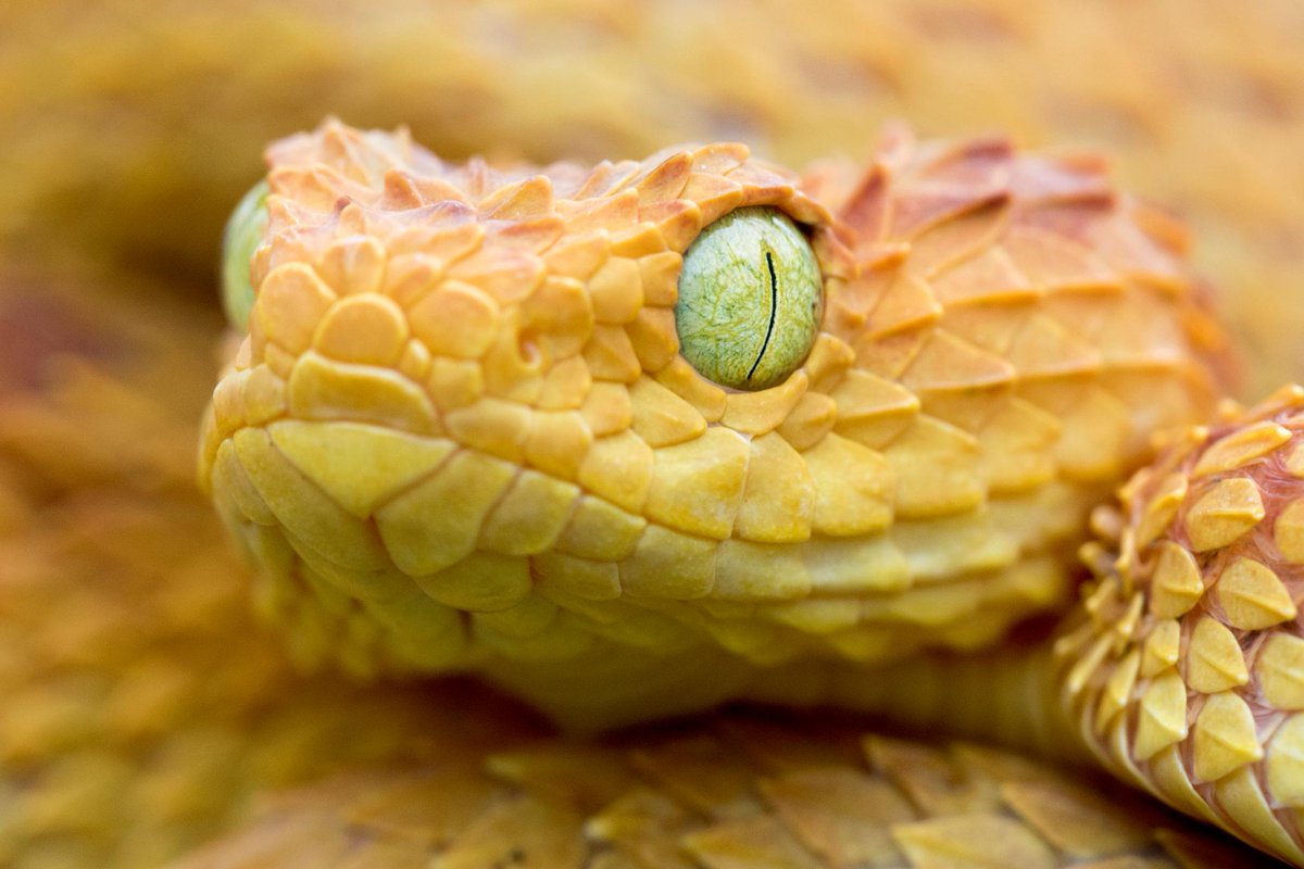 Discovery's tweet photo. Photo of the Day: Meet the Atheris Squamigera, also known as the orange African Bush Viper. Venomous, yes—but equally as beautiful. https://t.co/7Ah5cXzF8E