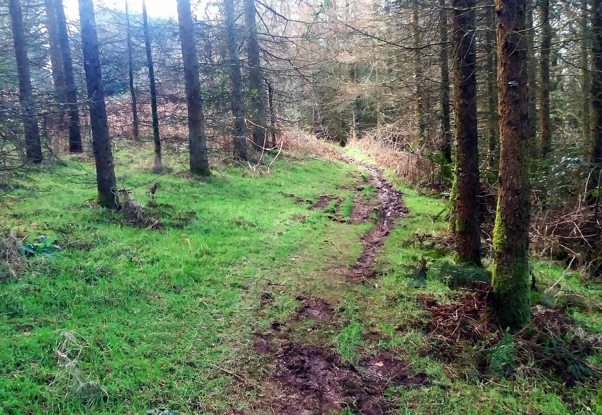 mikemckenzieis's tweet photo. Nice trot out with Paddy along the trails around Black How forest then up and over Dent Fell. Lovely run out, but very windy and cold on top. Also, Paddy hated the v muddy parts of the trail. @GoActiveCumbria #Lovemyfells #trailsarefun @runtagit #Cumbria #NoSurrender https://t.co/c6Xcosqbxz