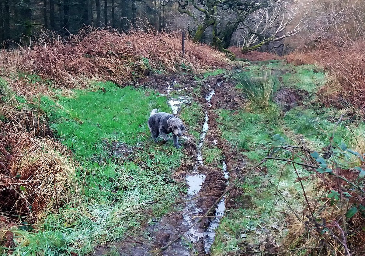 mikemckenzieis's tweet photo. Nice trot out with Paddy along the trails around Black How forest then up and over Dent Fell. Lovely run out, but very windy and cold on top. Also, Paddy hated the v muddy parts of the trail. @GoActiveCumbria #Lovemyfells #trailsarefun @runtagit #Cumbria #NoSurrender https://t.co/c6Xcosqbxz
