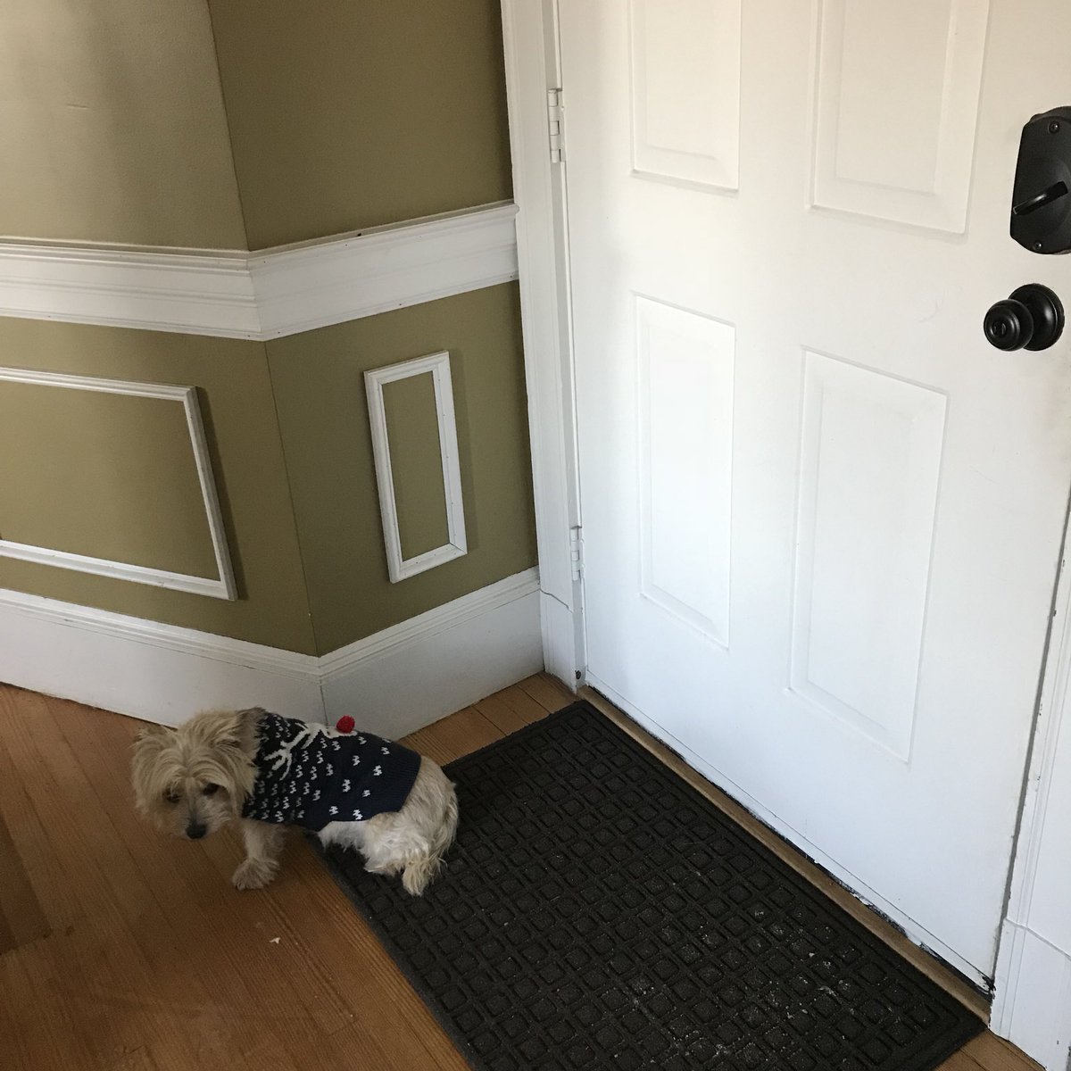 DaniW_NG's tweet photo. Dog-at-door: one of my least favorite sites on a brutally cold day. #timeToBundleUp #frozenPaws https://t.co/k5shkihFEA