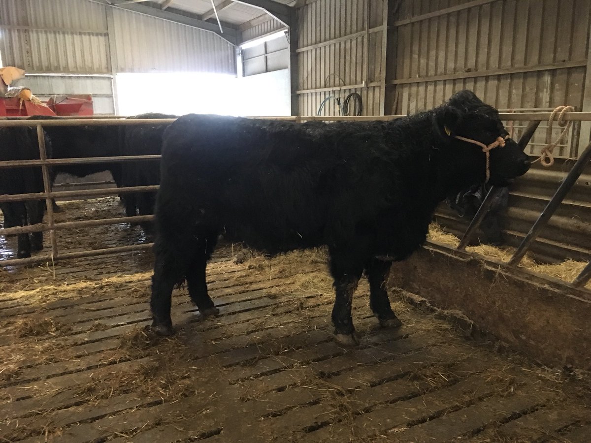 12 heffer ddu pedigri, organig ar werth yn Nolgellau 9/1/18. 12 pedigree Welsh Black maiden organic heifers for sale at Dolgellau sale, 9/1/18. Johnnes free since 2002. <a href="/Welsh_Blacks/">Gwartheg Duon Cymreig | Welsh Black Cattle</a>
