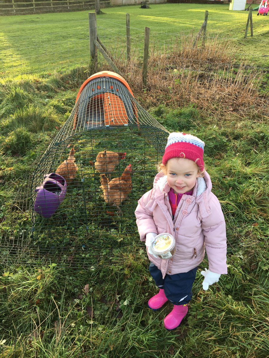 LittleLodgeFarm's tweet photo. Frosty evening just put our rehomed chickens to bed. Thank you @BHWTOfficial you do an amazing job https://t.co/Mz64vRuYeg