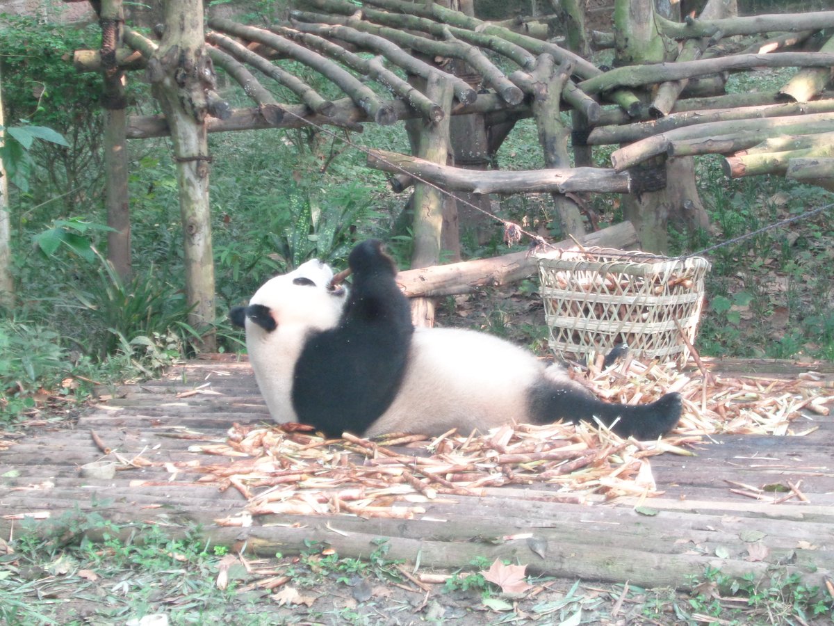 I just think a panda should go forage a bit; the only exercise they get is climbing up the nearest tree and falling asleep after a bin load of bamboo But they must have got something right - been around for over 80 million years; adapted to a shortage of prey by surviving on veg