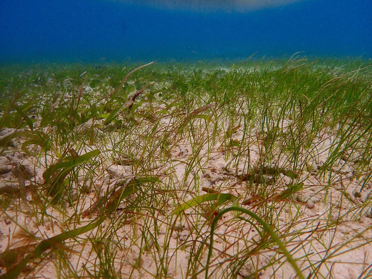 PerErikSchulze's tweet photo. Divers and #kayactivists at #Okinawa document the destruction of #coralreefs & #seagrass at US base project #Henoko https://t.co/EQpLPyuxz0 https://t.co/uf3v000ku1