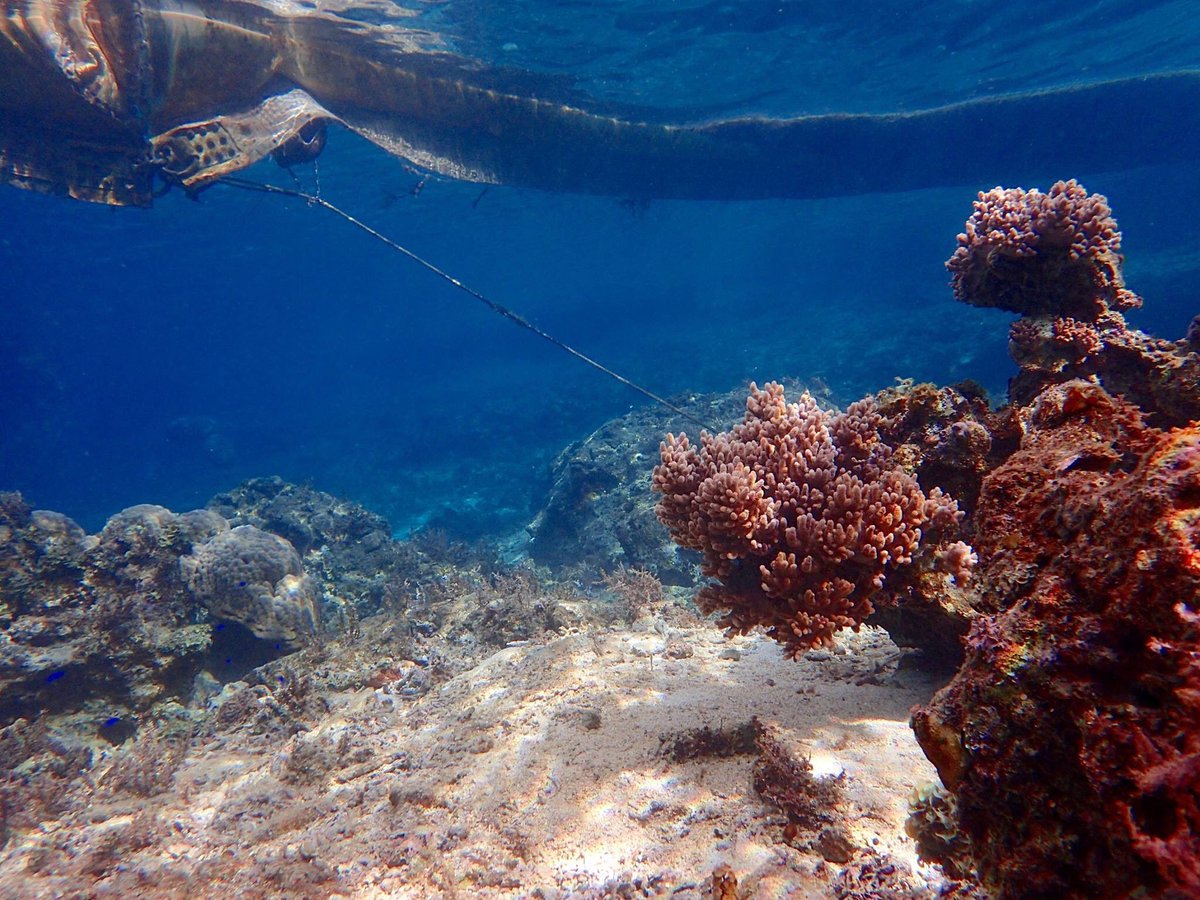 PerErikSchulze's tweet photo. Divers and #kayactivists at #Okinawa document the destruction of #coralreefs & #seagrass at US base project #Henoko https://t.co/EQpLPyuxz0 https://t.co/uf3v000ku1