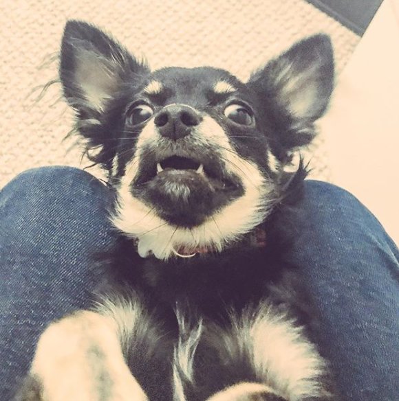 CosyDogs's tweet image. #dogsoftwitter when relaxing at weekend after a week of making dog harnesses at @cosydogs HQ  and all you want do is watch TV - but you're getting puppy evils...