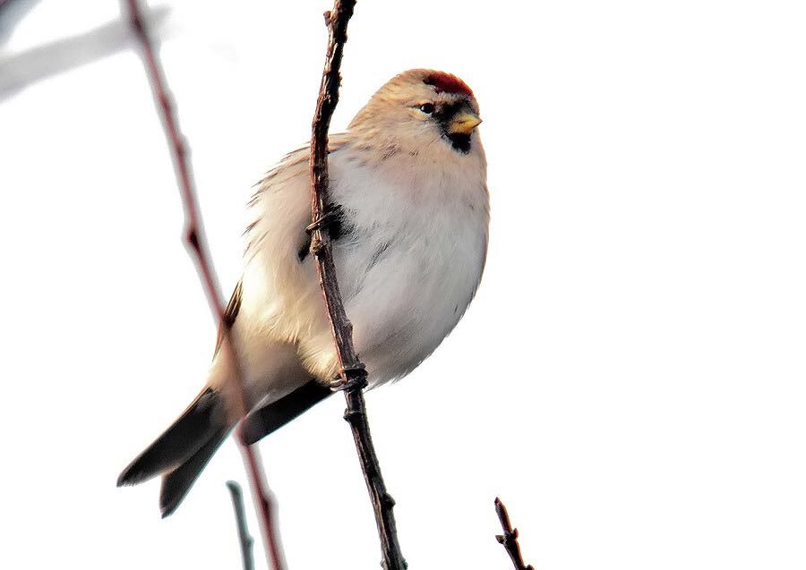 barry_woodhous7's tweet photo. Scandinavian arctic redpoll hazelwood marshes best I could do with the light 06/01/18 #digiscoping @celestronuk @CelestronNatHst celestron ultima 100 ed telescope https://t.co/6MRGMffORA