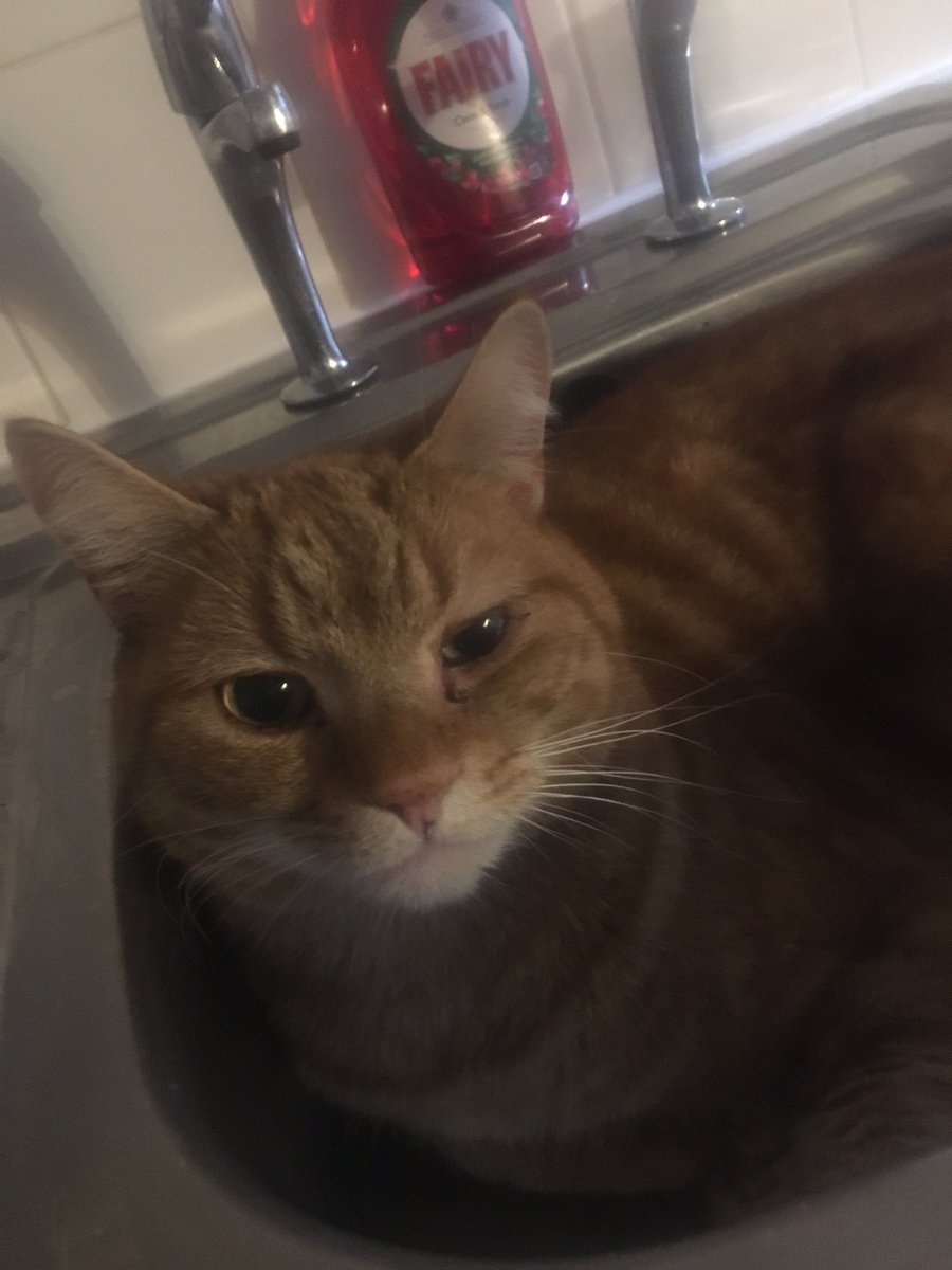 Shallow_Walker's tweet photo. My cat is so fucking wired https://t.co/df7D2kNr5N