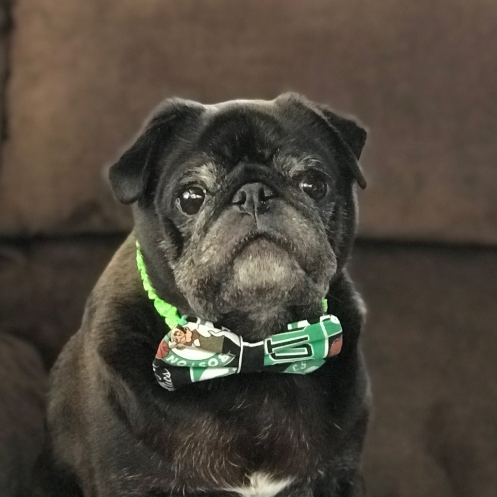 KirbyPug's tweet photo. @Maddrox_the_Pug look what @WoofWellington sent me for the next time I loss the bet. Thanks @CurlyTailTies #NewProfilePic https://t.co/PgHyrINXP7
