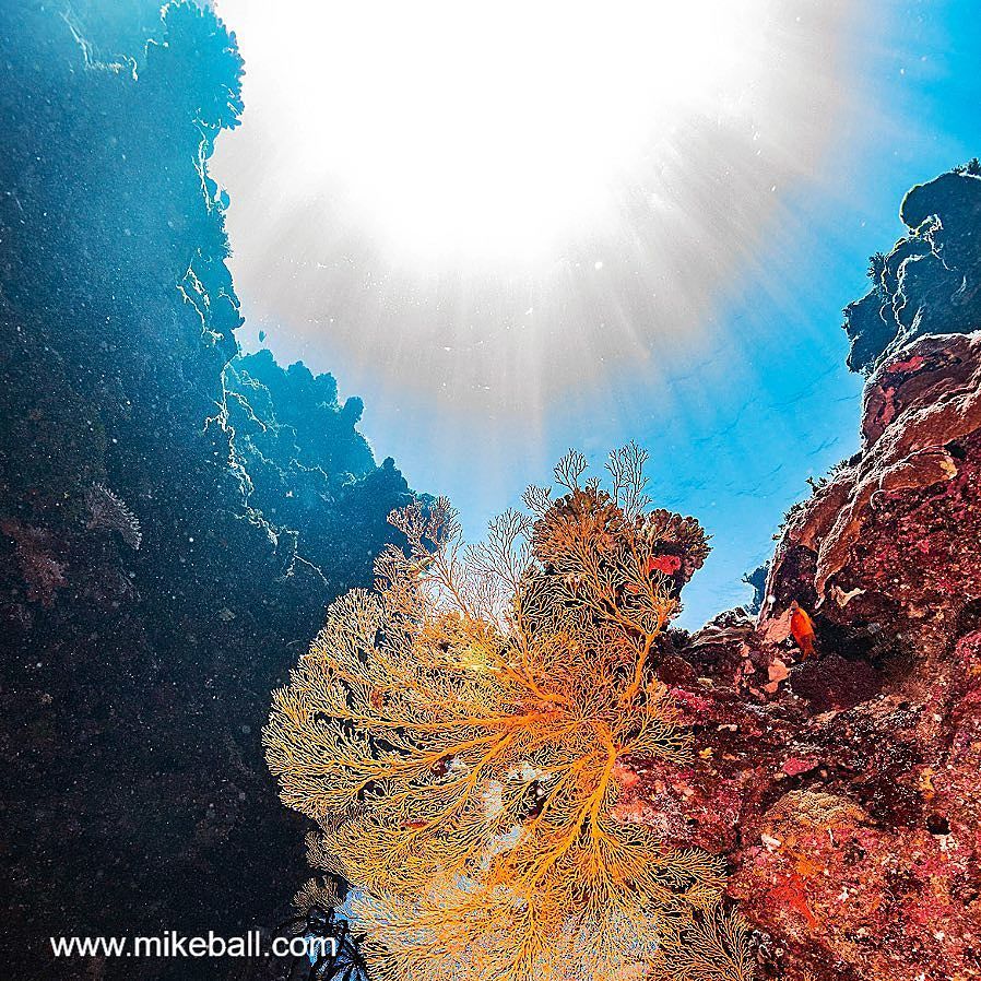 mikeballdive's tweet photo. Nonkie Bommie at Bougainville Reef, Coral Sea.
#spoilsportlive # mikeballdive #thisisqueensland #exploregbr #coralsea Photo by @garyfarrphotography #stateofthereef2018 #iyor2018 #nonkiebommie #BougainvilleReef #sunburst https://t.co/ai2wrAoCTK https://t.co/qD8iMkQhoD