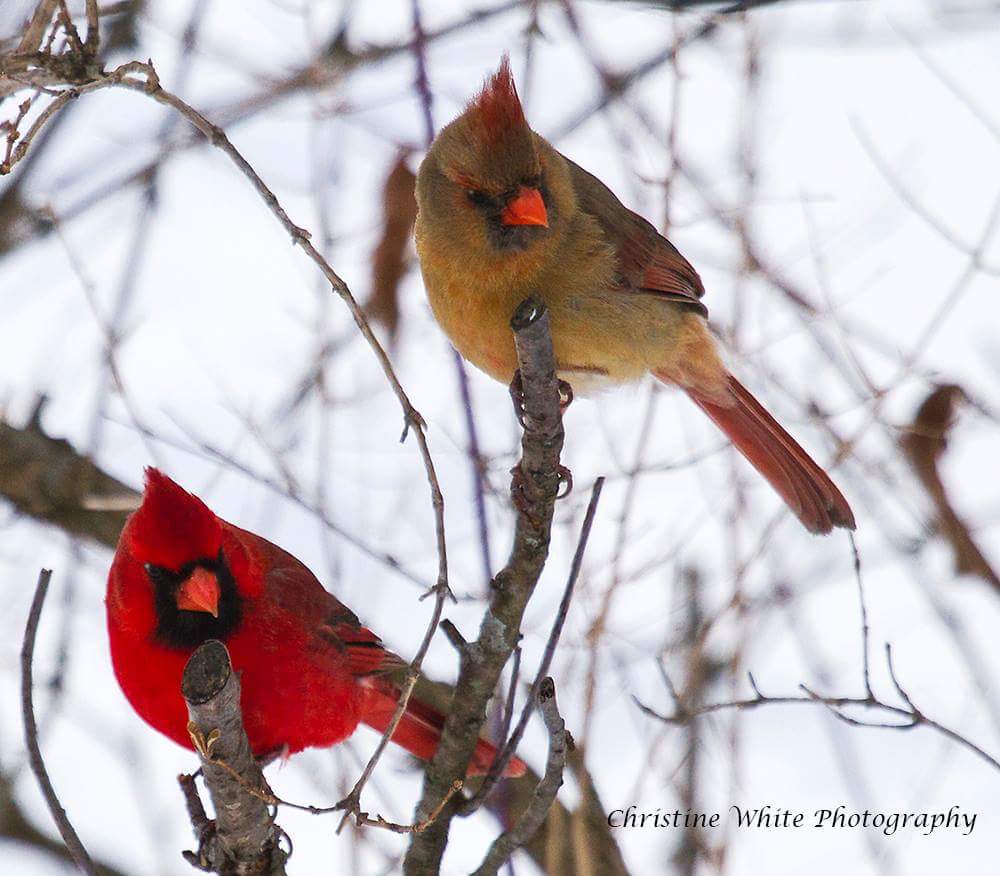 ChrisWhitePhot1's tweet photo. Cardinals in the snow https://t.co/Vcy0xz0bg7