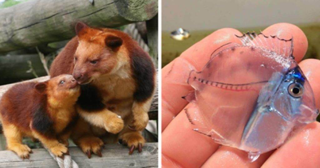 15 фотографий редких животных, которые доказывают, что природе ещё есть, чем нас удивить - timeallnews.ru/33497-15-fotog…