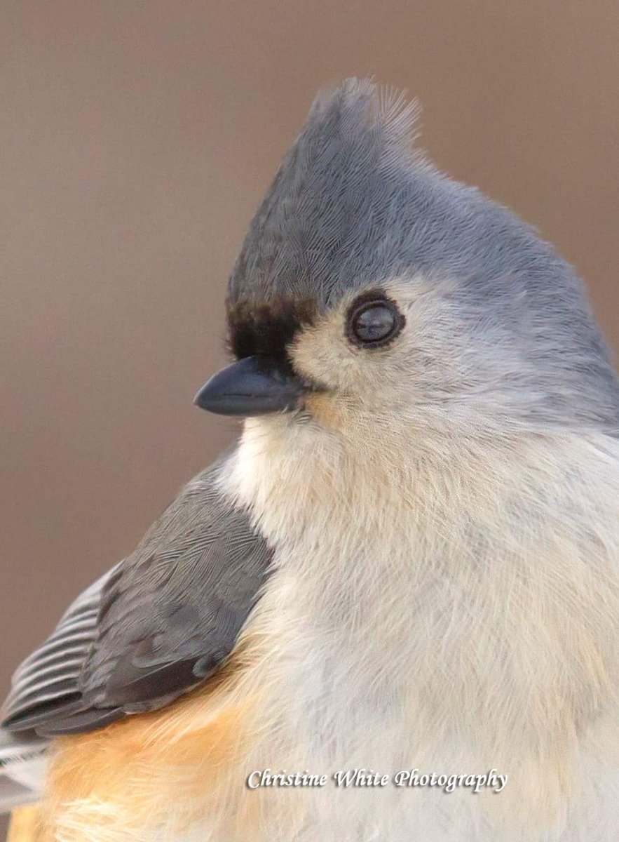 ChrisWhitePhot1's tweet photo. Tufted Titmouse 
#BirdsOfAFeather #ontariobirds https://t.co/fjdOeGDGws