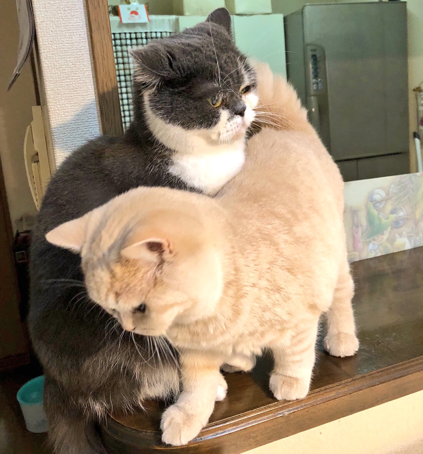 猫は液体 on X: 猫は液体 on X: