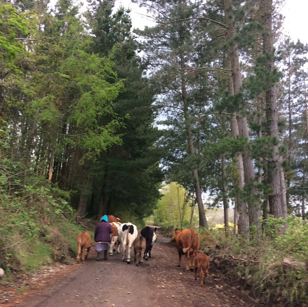 Camino a Nuestro Campo, los buenos vecinos 🌳 #SurDeChile 
Instagram 👉<a href="/surdechile/">tadeo rik</a>