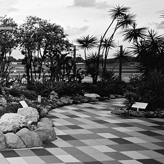 fototheque's tweet photo. Changi Airport Cactus Garden ii #singapore #changiairport  #xpan #believeinfilm #film #filmisnotdead #filmphotography #ishootfilm #filmcamera #buyfilmnotmegapixels #istillshootfilm #shootfilm #filmphoto #photography #superwideangle #ultrawideangle #hasse… https://t.co/owvD9r7bfJ https://t.co/6wIxjcGCYM