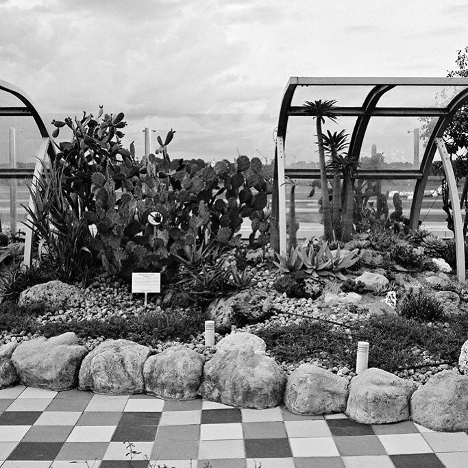 fototheque's tweet photo. Changi Airport Cactus Garden ii #singapore #changiairport  #xpan #believeinfilm #film #filmisnotdead #filmphotography #ishootfilm #filmcamera #buyfilmnotmegapixels #istillshootfilm #shootfilm #filmphoto #photography #superwideangle #ultrawideangle #hasse… https://t.co/d2tmuLXbRP https://t.co/cW4khQ1jGB