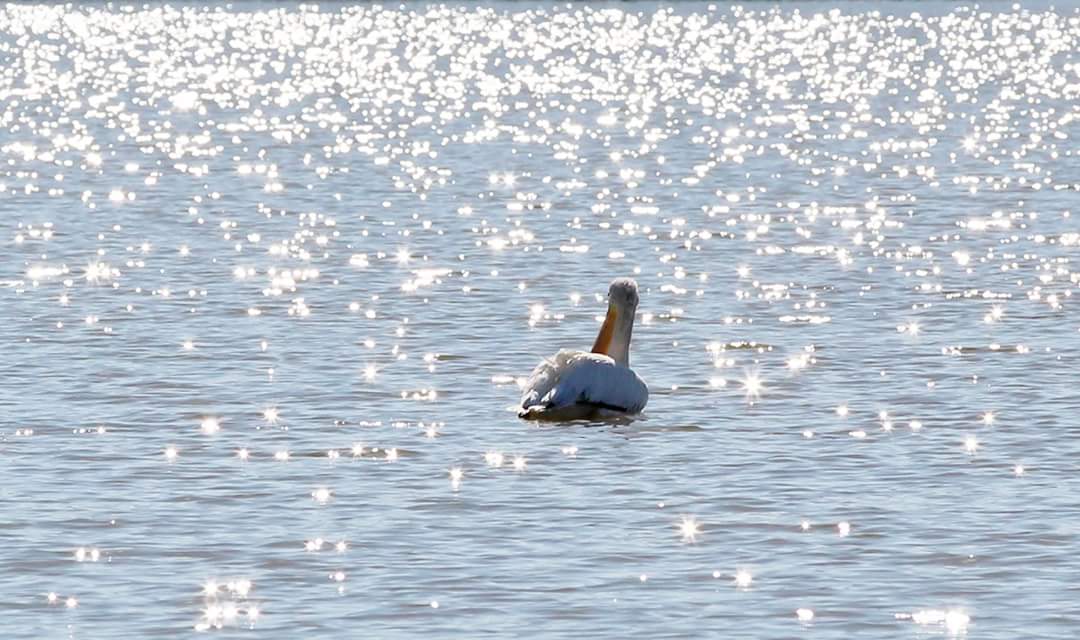 SimplySAwrap's tweet image. American White Pelican at Caroline Lake today, 6 January 2018.