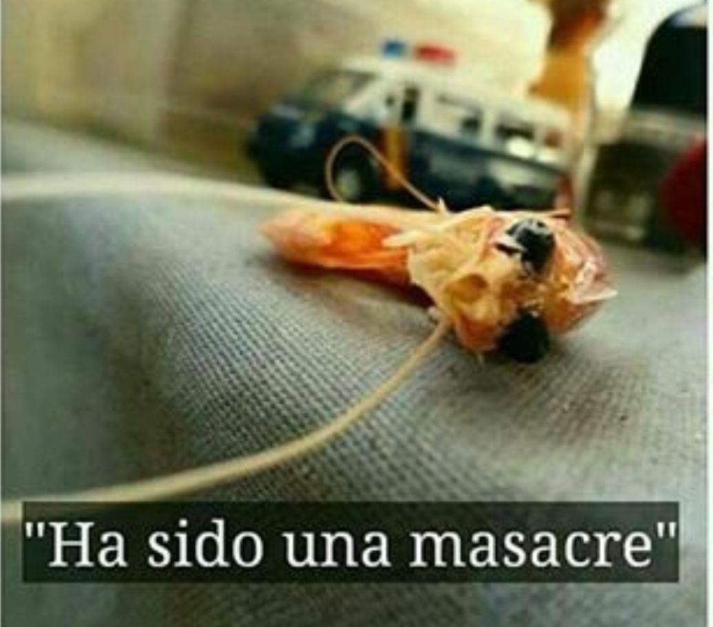 AloSister's tweet image. Un langostino más y me salen branquias....
#operacionbañadordecuelloalto #nosinlangostinos #lavidanotienesentidosinellos