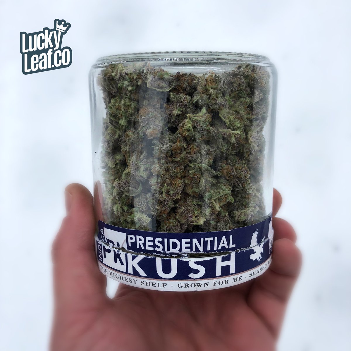 LuckyLeafCo's tweet photo. Limited amount of @50fold #ounces available including #blueog #blueberryheadband #legenddairy #mothertongue & #superlemonhaze 🔥🔥🔥 This #presidentialkush is going into the personal stash 😎
#cannabis #weed #dank #chronic #loud #terps #marijuana #i502 #spokane #cannabiscommunity https://t.co/OJhT4HF6jL