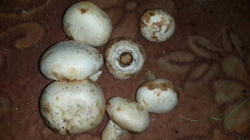 دكتور محمد ناصر هادي (@okjrfg0gvvntggh) on Twitter photo 