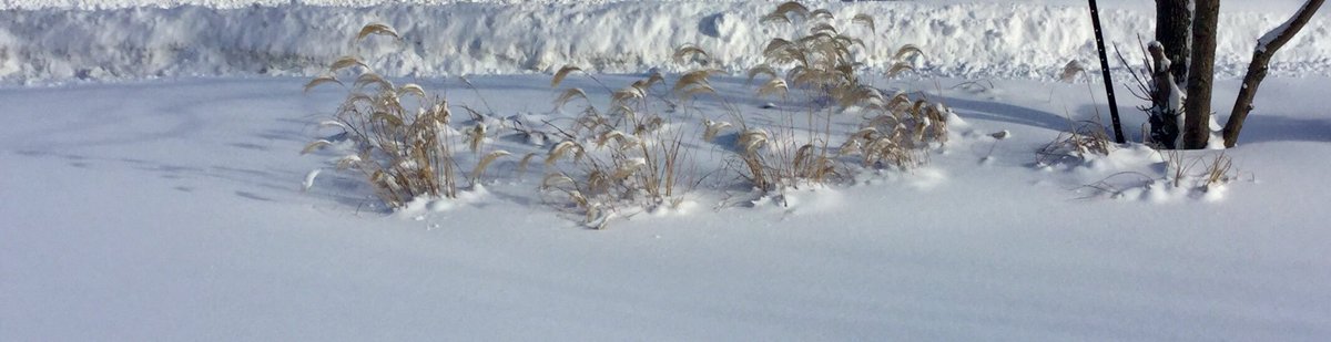 CarolynjMorris's tweet photo. Weather is always more beautiful for me when I’m warm.
January 2018 #Canadianwinter #coldmemories https://t.co/mXdjY0AsGa