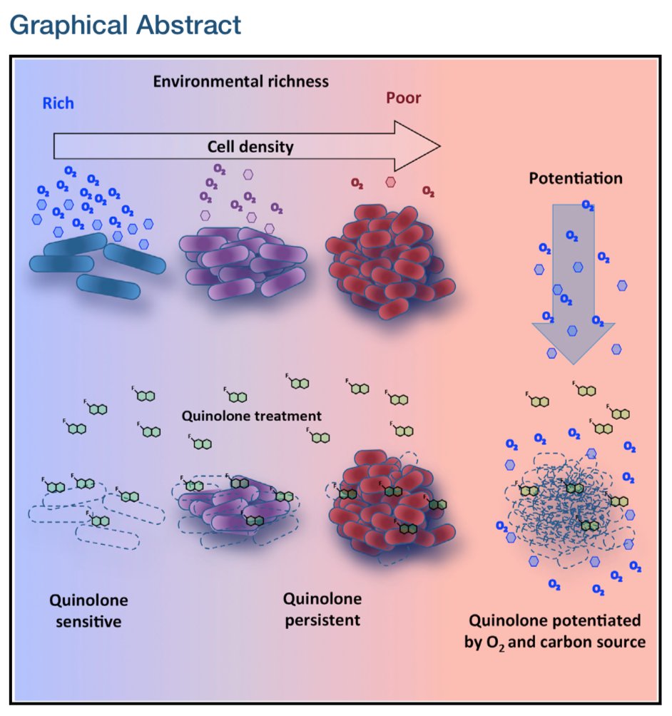 gdubeaux's tweet photo. How Do Bacteria Survive High Doses of #Antibiotics? In a new @MolecularCell article, Gutierrez et al. demonstrate that the majority of bacteria survive lethal antibiotic doses once they consume nutrients! A must-read one! #GDJournalClub https://t.co/SY6CHHUOfi https://t.co/ax4pSTwQ4a