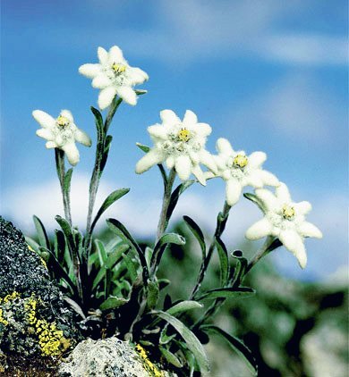 オノイチカ 答 エーデルワイス Edelweiss ドイツ語で 高貴な白 の意 スイスとオーストリアの国花 祖国を象徴する花 を愛でるため 花の名前を兵士達が歌った 薬草として重宝されたが 採取者が転落死する事故が多発したことから アルプスのローレライ