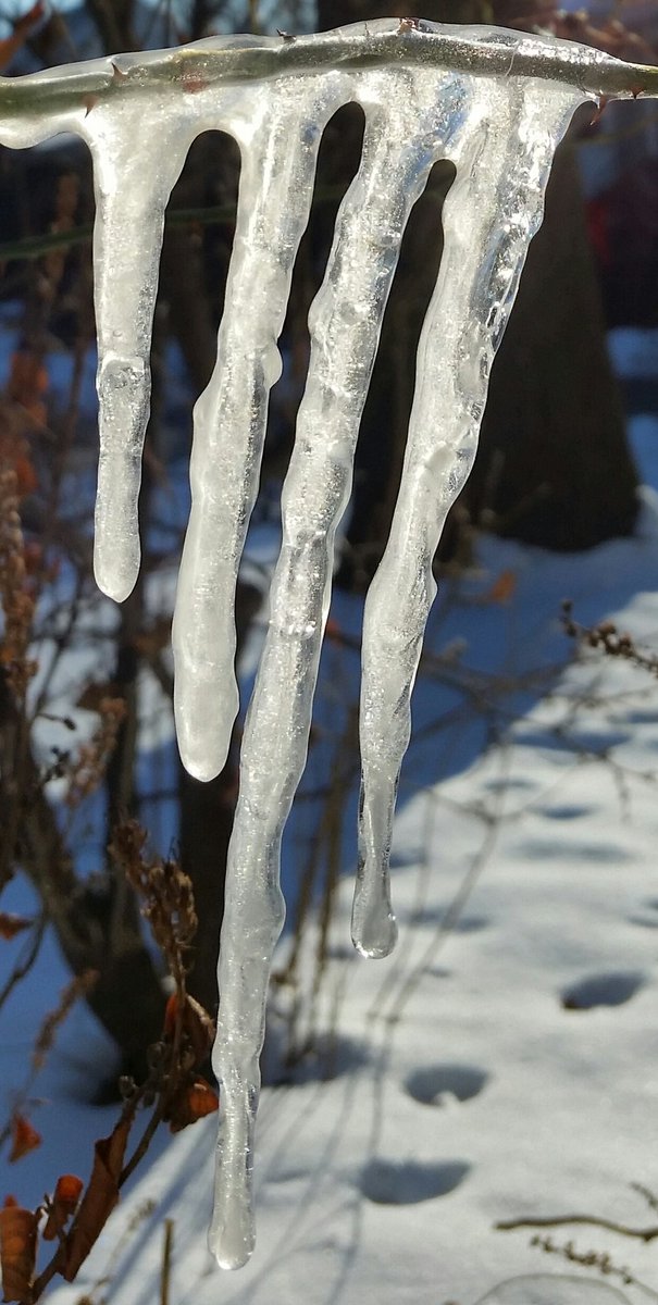 GardenOpus's tweet photo. FIRST A DRIP, then a torrent. Today was last of 12 consecutive highs below 20°F/-7°C, brief warmup & #MeltOff ahead, before next cold spell!❄ https://t.co/xoJ93V1TqA