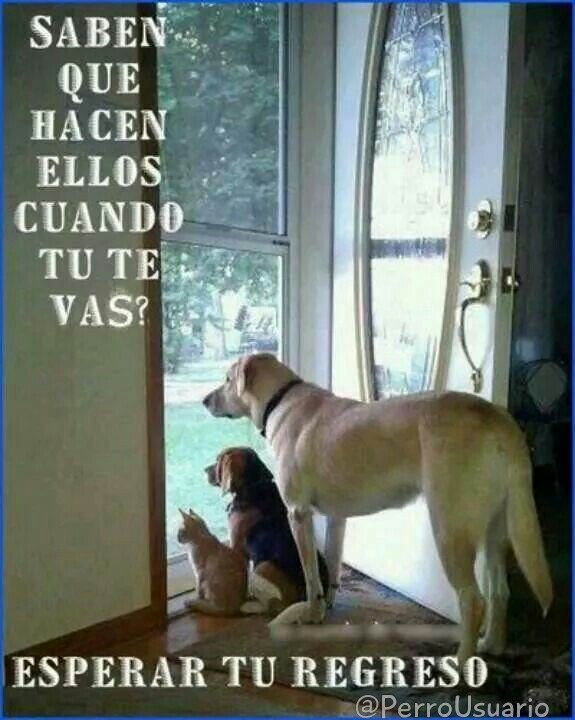 Siempre, siempre esperan por ti...