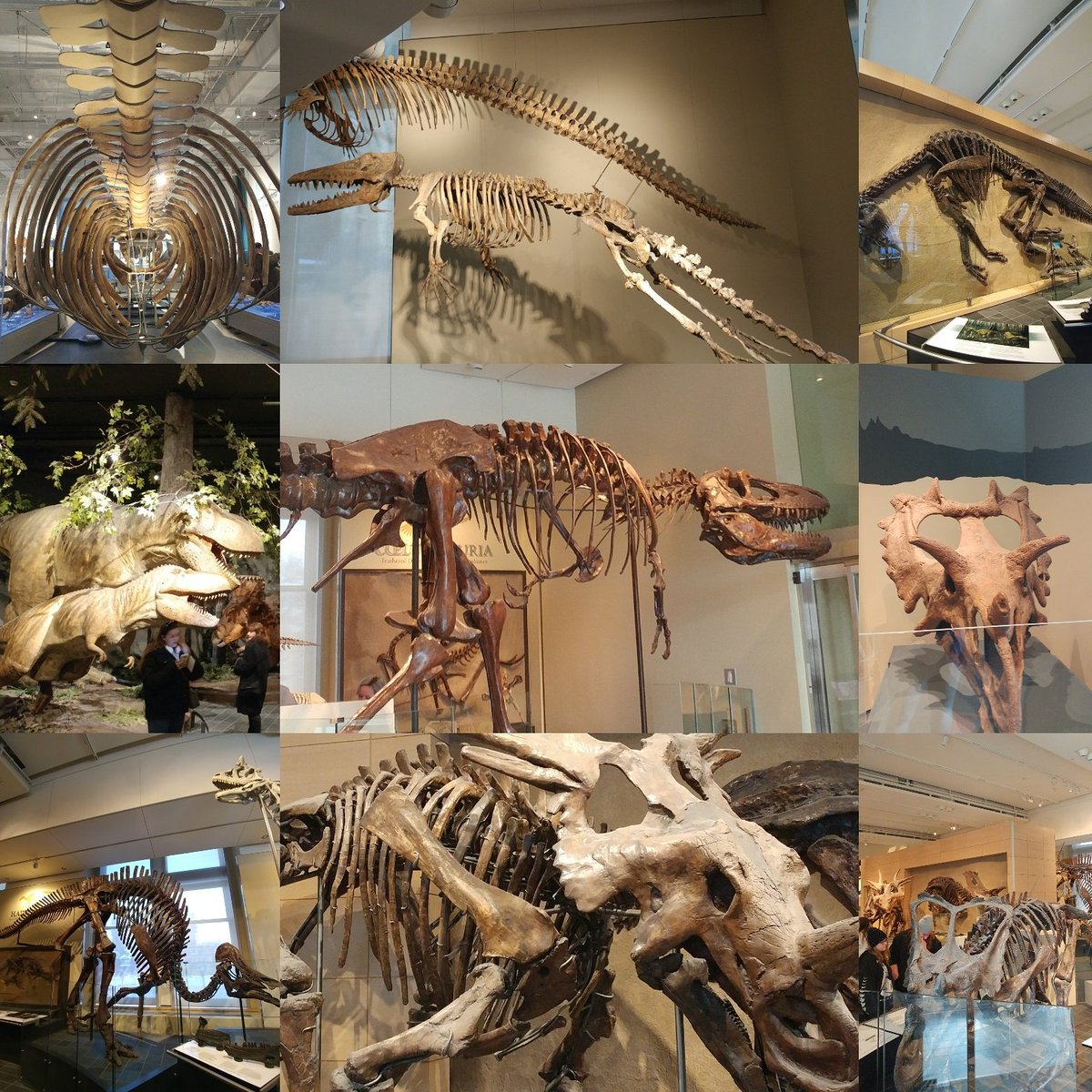 Angelo_TheGreek's tweet photo. #nature museum #dinosaurs https://t.co/TkHwpOQKQK