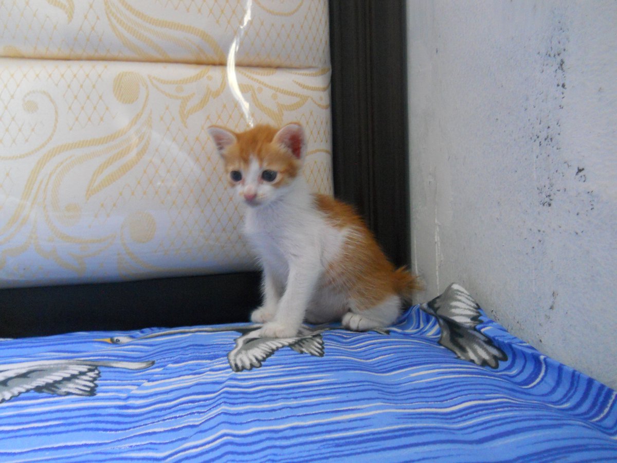 minartitamim's tweet photo. @HibahMeong Butuh adopter! Ketemu kitten di depan rumah. Umur satu/dua bulanan, sehat dan lincah, sudah bisa pakai litter box, minum susu kucing+makan wetfood. Adopsi gratis. Lokasi: Petukangan Jaksel/Ciledug Tangerang. Hub via DM atau WA 085695509155. Trims. https://t.co/VgtHE52PBo