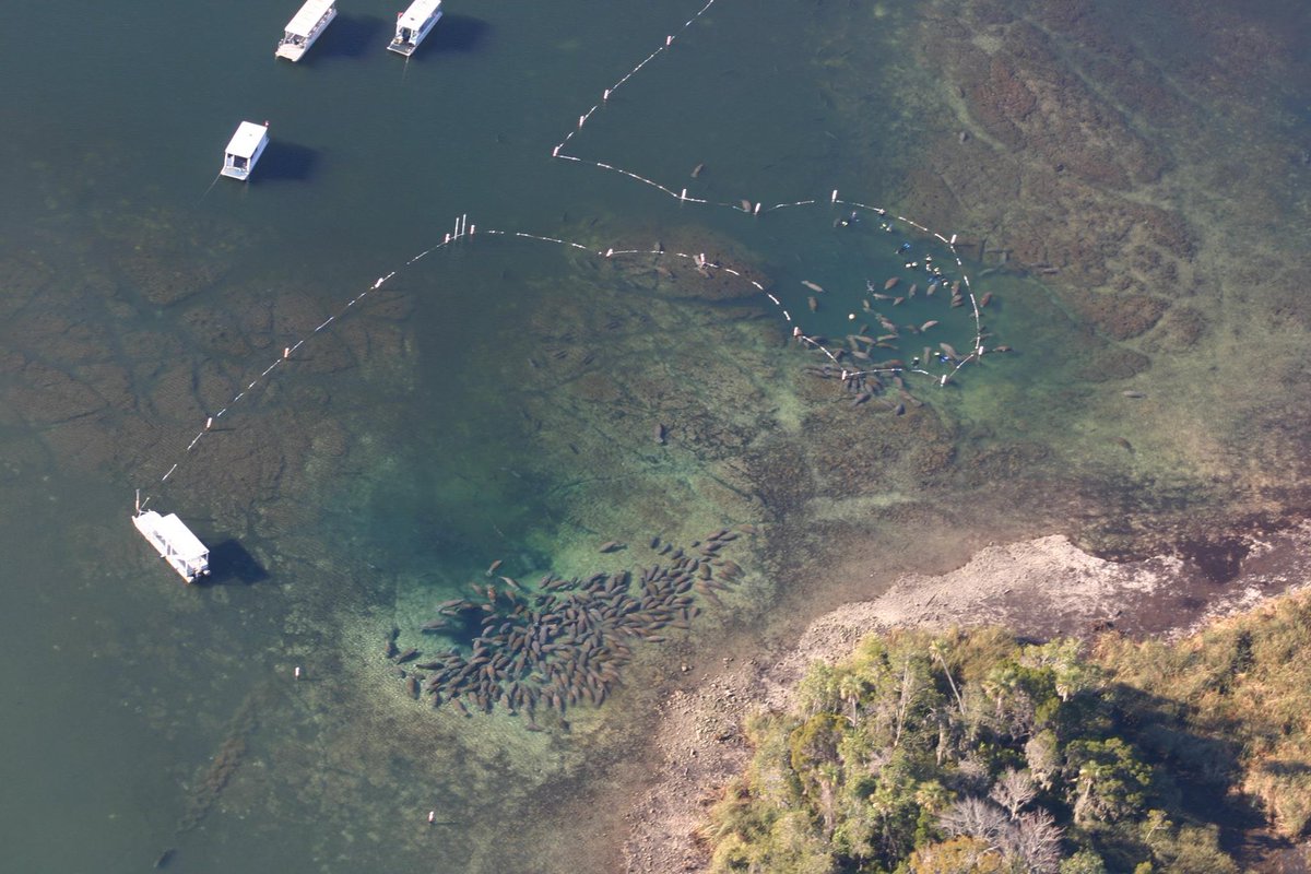 USFWS's tweet photo. Manatees huddle together in warm spring water to evade winter chill. These springs and their rivers and bays have tremendous ecological value. Their calm flowing current and constant 72° F make them an ideal spot for wintering manatees.

📷: Crystal River National Wildlife Refuge https://t.co/JFTXKORbNO