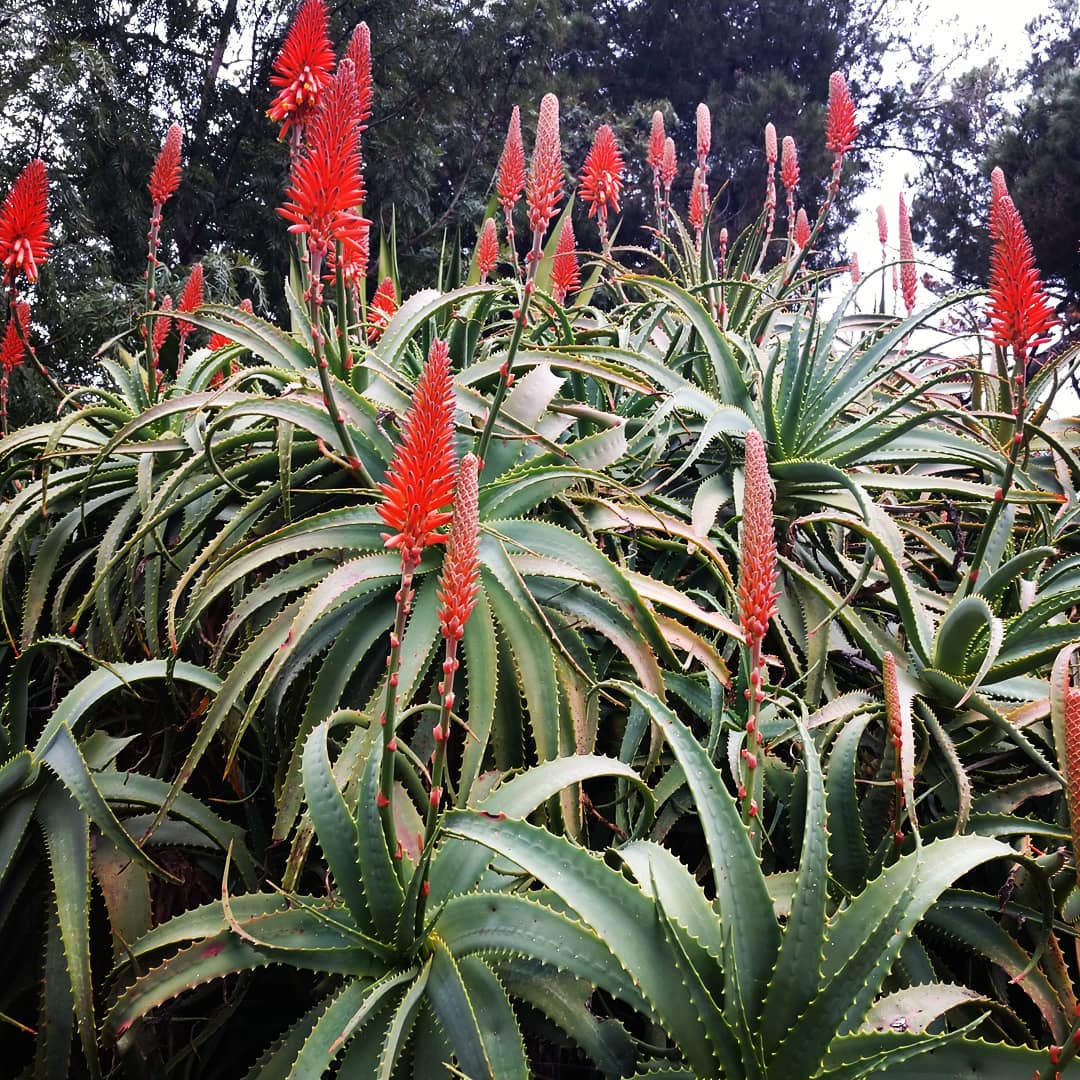 CooperT420's tweet photo. Love how the gloomy sky makes the colors pop! 

#tc #terrellcooper #sandiego #lovenature #best #flowerstagram #flowermagic #love #bestoftoday #flowersofinstagram #prilaga #beautiful #petal #nature #walkingaround #walking #flowers #naturelover #california #plants #plantlife #wild https://t.co/vIARRqhQdj