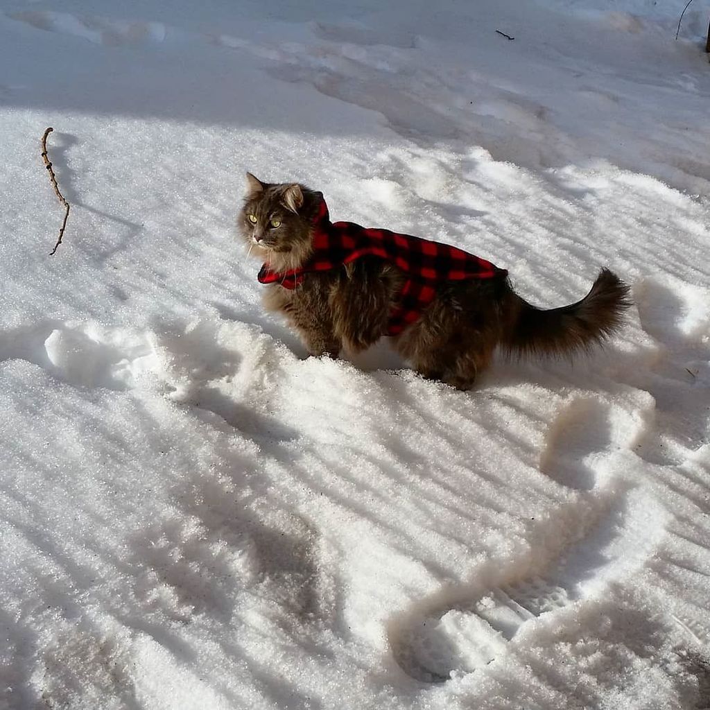 KitsuneSFC's tweet photo. How is everyone's Caturday going? .
.
.
.
.
#adventurecat #snow #siberiancat #epiccatchronicles #epiccat #flannel #cute #catclothes #catsofinstagram #catsinsnow #winter #brrr #colorado #kitsune #awesomecat https://t.co/bcHrz4xvhK https://t.co/pf2NO5K9lR