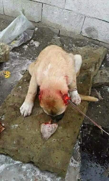 danicaballero90's tweet photo. Un amigo me acaba de mandar estas fotos.
Estos dos miserables le han cortado las orejas a un pobre cachorro indefenso. 
No sé si serán españoles o no, pero pido que difundamos y si alguien puede dar pista de quiénes son que comente.
Ayudemos a la @policia a identificarlos. 😢😢😢 https://t.co/35Pu0gSCjW