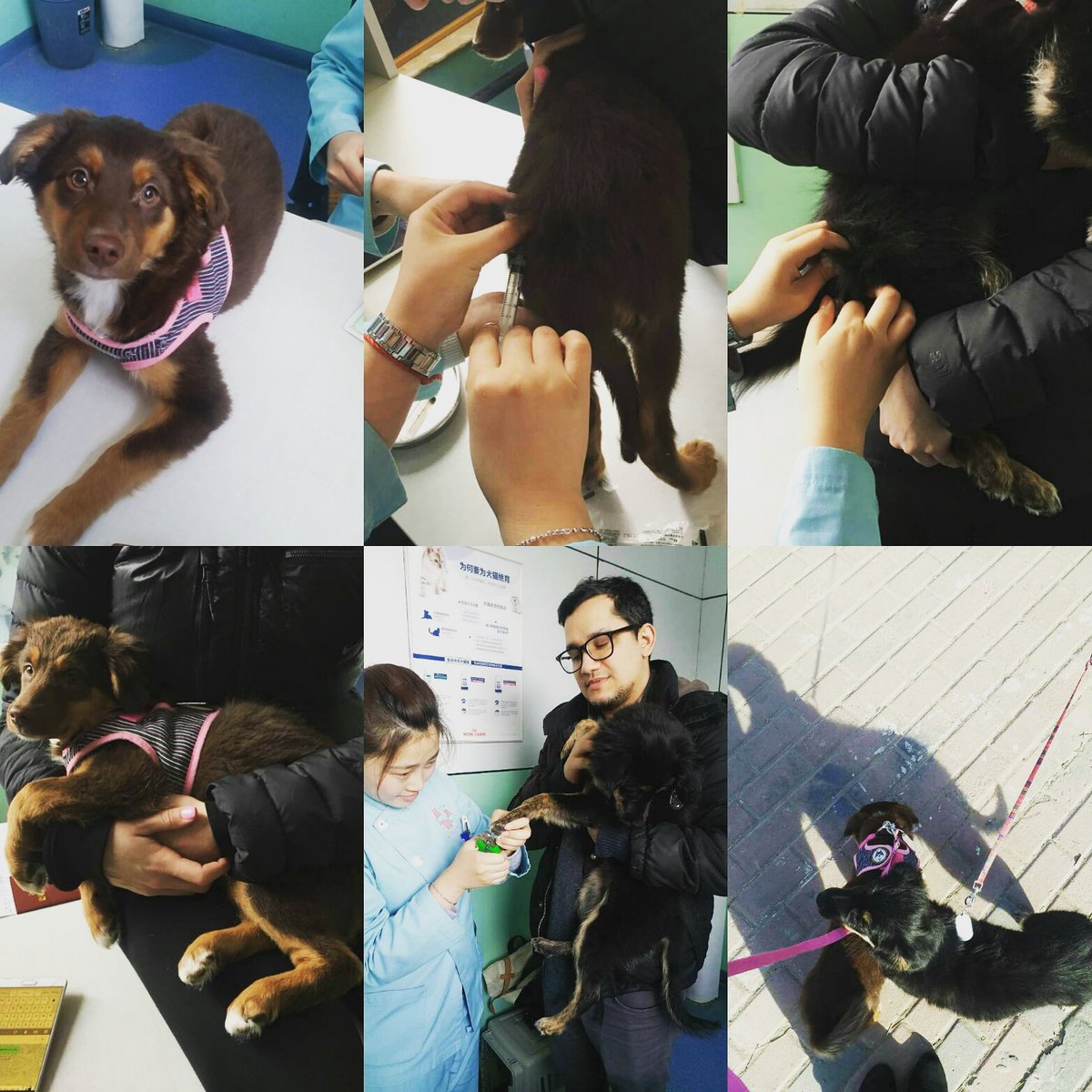 AVFAOfficial's tweet photo. Maisie &amp; Elsie got their last vaccination and had their 1st walk together outside!🐾🐶#dogrescuechina #dogrescue #animalrescuechina #adoptdontshop #responsiblepetownership #rescueismyfavoritebreed #puppies #AVoiceforAnimals https://t.co/h4zvwaJo3w