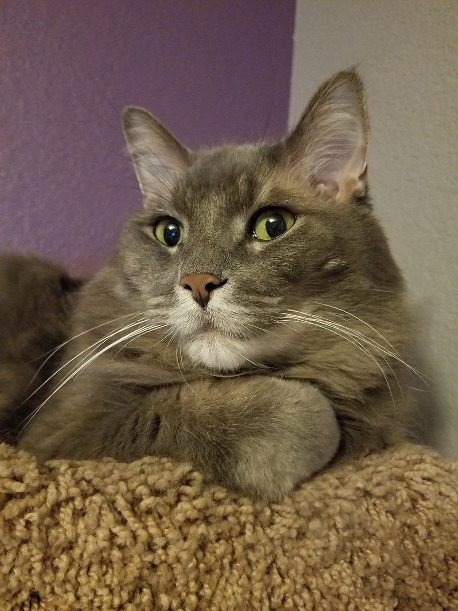 1st #Caturday of the year doing what I do best! #chill