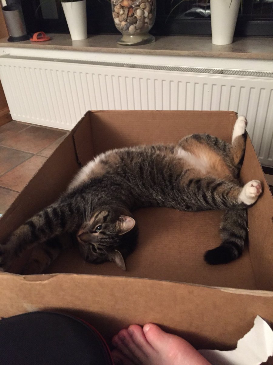 Schlampf Typisch Katze Karton