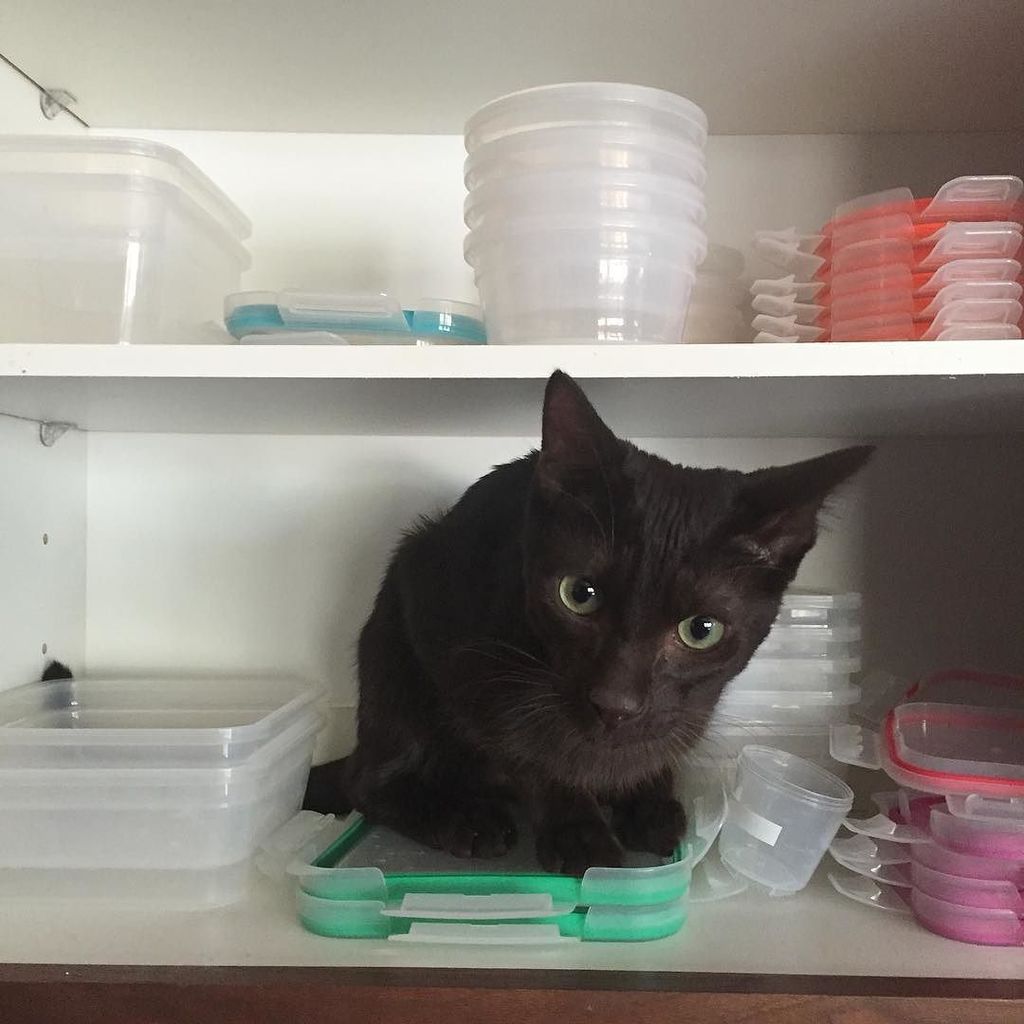 Remembering when Charlie was a little thing. He always made putting dishes away interesting. Also, look how organized my shelves were, yo! I need to do that again. #catsofinstagram #havanabrowncat #organization ift.tt/2D0Pce5