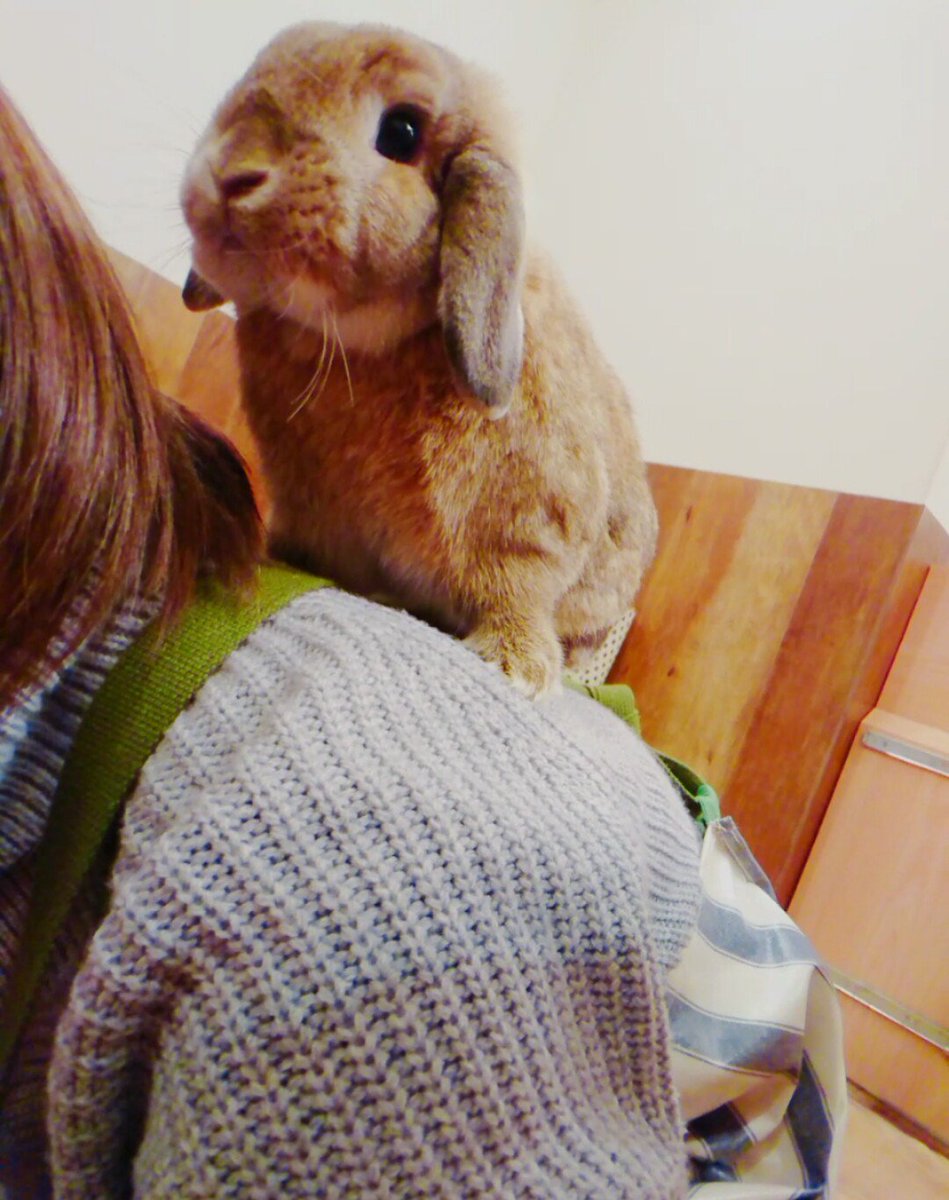 うさぎカフェ もふれる 本日も12 00 オープン致しました 皆さまのご来店お待ちしております 外は寒いですが朝からいい天気ですね 最近背中に乗るのが楽しいちゃみ お正月太りというとかわいそうですが笑ぽっちゃりしてほっぺがボールみたいです 笑 うさぎカフェ もふれる 本日も12 00 オープン致しました 皆さまのご来店お待ちしております 外は寒いですが朝からいい天気ですね 最近背中に乗るのが楽しいちゃみ お正月太りというとかわいそうですが笑ぽっちゃりしてほっぺがボールみたいです 笑