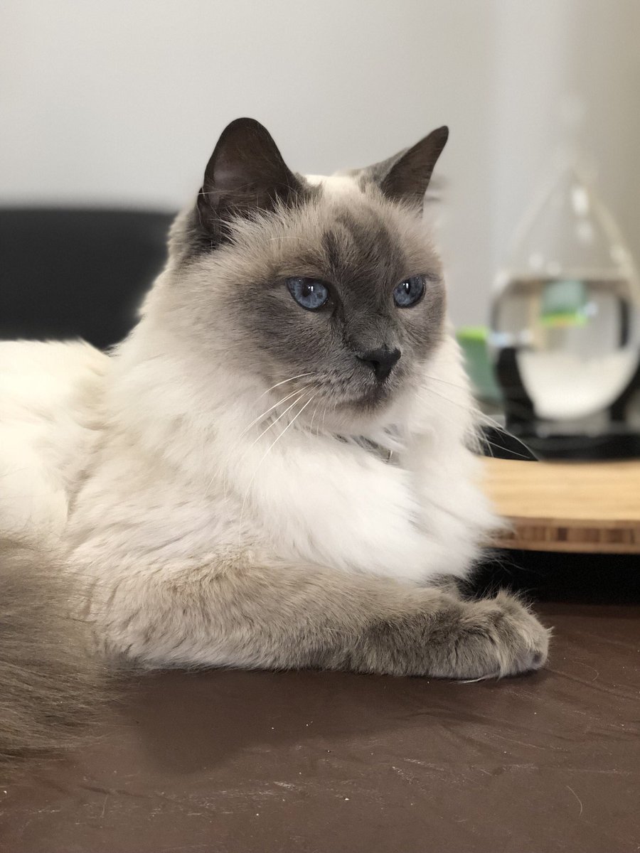 EC_Brockwell's tweet photo. This beautiful boy turns 9 today. Happy Birthday Murphy!!! #Murphy #Hes9 #CuteLittleMan #SmurfMaggot #Ragdoll #RagdollCats #catsofperth #catsofinstagram @myleftfang https://t.co/cFHafYjxxH