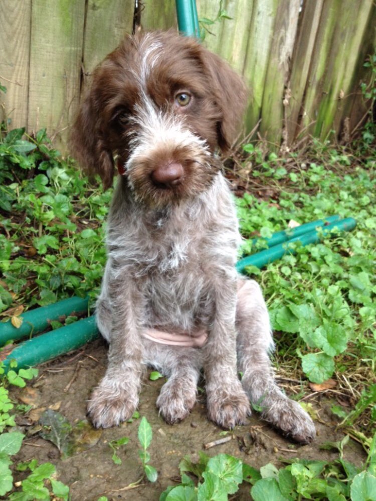 Aasinart's tweet photo. @ShannonBream Get a Griff...aka Wirehaired Pointing Griffon. Here’s Mabel as a baby. Makes me laugh everyday. BOOM aaand done! #wpg https://t.co/GmVmaezfgZ