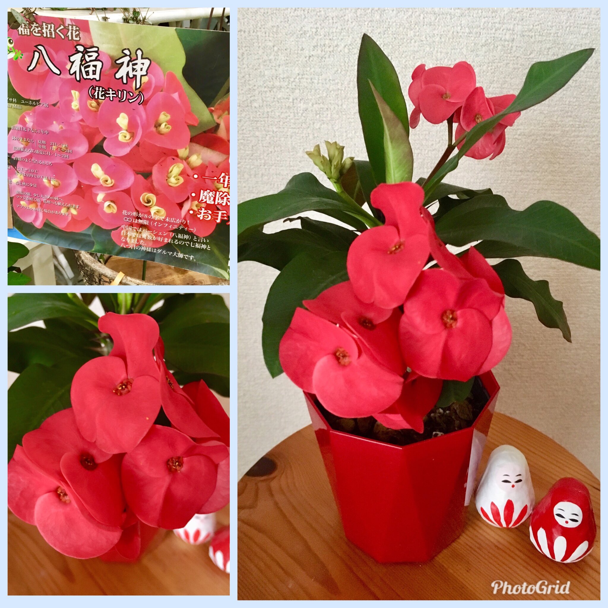 Uzivatel 新井真奈美 Na Twitteru 福を招く花 八福神 花の形が末広がりの８ 無限大 インフィニティ ８ はラッキーナンバー 私も母も弟も８日生まれ O 鹿児島のオッのコンボ 起き上がり小法師 との相性もいいね 八福神 花麒麟 末広がり 縁起物