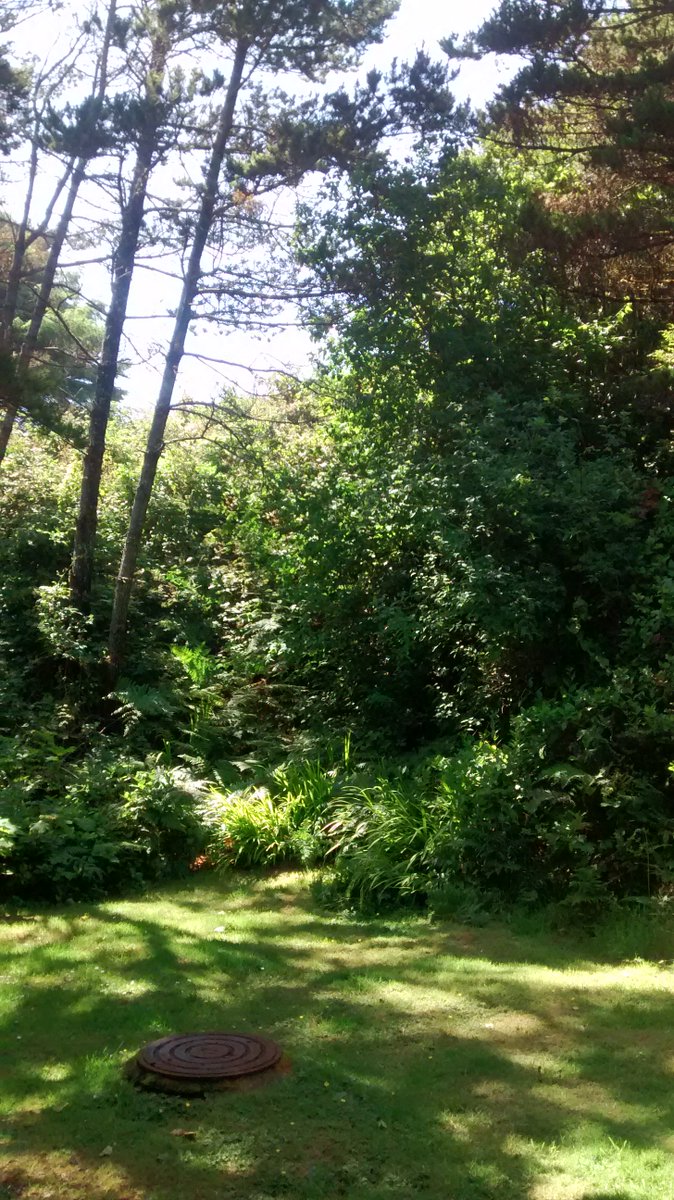 Megabobster's tweet photo. Some flora on trail at the Oregon Coast. #FromTheBacklog
https://t.co/n57XDTBTjQ https://t.co/hFMuBH3vz0