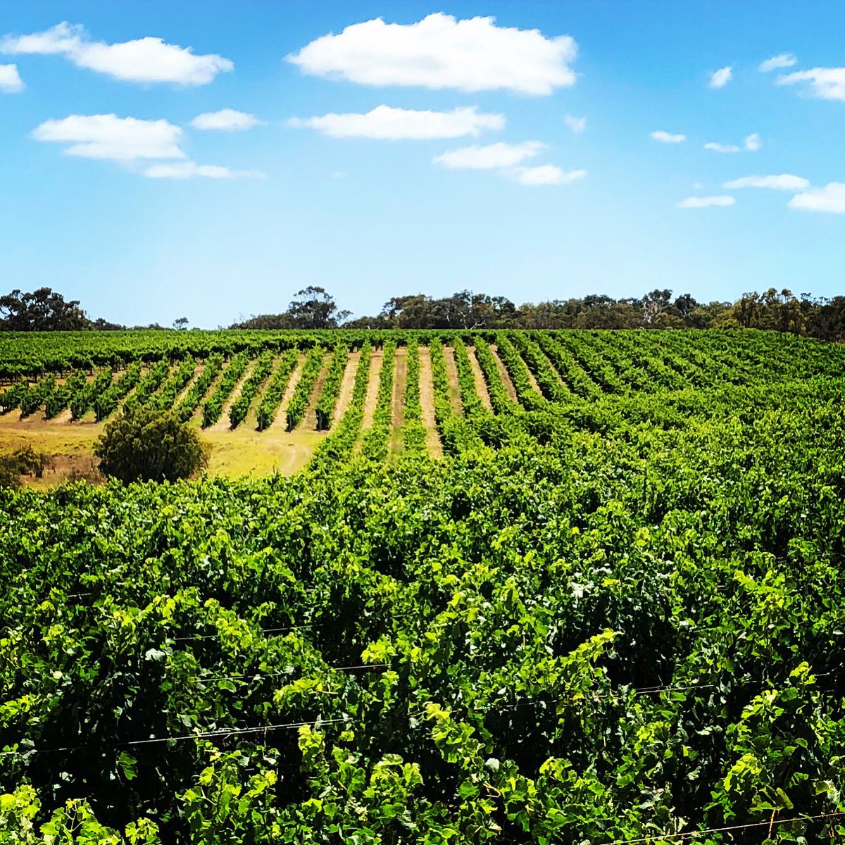 Why would anyone want to visit <a href="/MargaretRiver/">MargaretRiverRegion</a> hmmmm, can’t imagine why you would want to visit anywhere else🍾🍾